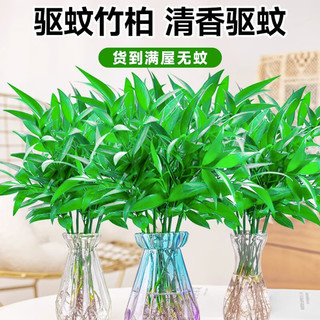 临雅竹柏驱蚊竹水培植物室内客厅水养绿植花卉盆栽办公室桌面四季好养 精选栀子花2盆