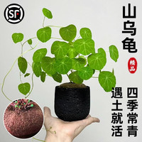 临雅山乌龟植物金不换盆栽红藤圆叶室内阳台爬藤观叶水培好养绿植夏天 圆叶山乌龟【4-6直径】