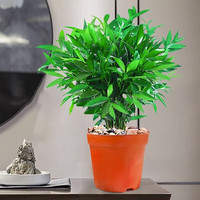 临雅竹柏驱蚊竹水培植物室内客厅水养绿植花卉盆栽办公室桌面四季好养 竹柏1盆+营养液