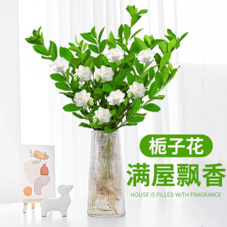 临雅竹柏驱蚊竹水培植物室内客厅水养绿植花卉盆栽办公室桌面四季好养 精选栀子花2盆