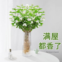临雅竹柏驱蚊竹水培植物室内客厅水养绿植花卉盆栽办公室桌面四季好养 茉莉花1盆5-6颗带花苞