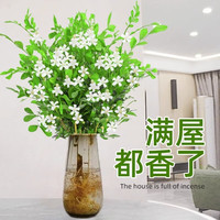 临雅竹柏驱蚊竹水培植物室内客厅水养绿植花卉盆栽办公室桌面四季好养 精选九里香2株