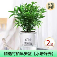 临雅竹柏驱蚊竹水培植物室内客厅水养绿植花卉盆栽办公室桌面四季好养 竹柏+早安盆*2盆+营养液