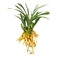 劉閣蘭花兰花世界上超香四季兰帝王妃 金边矮种夏带浓香花苞花卉盆栽 2大壮苗+1包土