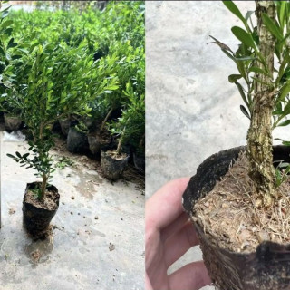 抖音 黄杨老桩皱皮小叶黄杨苗四季常青正宗名贵盆景室内外耐寒植物庭院 素材小苗