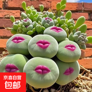 进口小红嘴肉锥多肉植物 单颗直径0.8cm