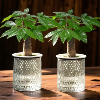 繁花 发财树小盆栽 室内植物 客厅吸甲醛 净化空气 办公室花卉 桌面绿植 好养