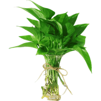 泰西丝 绿萝 盆栽 配塑料花瓶+麻绳