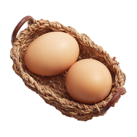 寻鲜鸟 鲜鸡蛋 10枚
