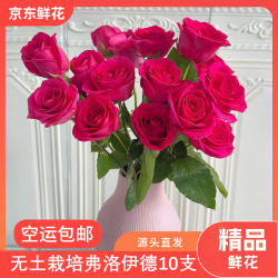 京东鲜花 弗洛伊德 玫瑰花 10枝装 50CM