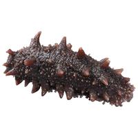 野生海参即食大连海参500g鲜活辽参海生刺参单个装礼盒速食特价