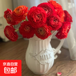 京喜 洋牡丹专12 高等级洋牡丹鲜切花 10枝 红色+进口保鲜剂