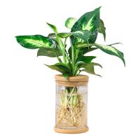 花卉盆栽水培植物室内花绿植四季水生好养活绿萝富贵文竹芋红白掌