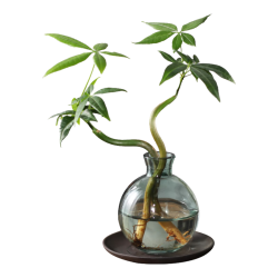 八芽 发财树小盆栽花卉水培植物客厅桌面绿植室内四季招财树办公室好养 双杆发财树-小蓝瓶-含紫砂托 含盆
