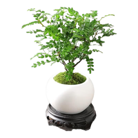 佰花锦清香胡椒木盆栽室内外驱蚊草植物好养绿植九里香花卉四季常青盆景 【送圆底座】胡椒木+陶瓷白圆盆+苔藓铺面 整体高度20-25cm