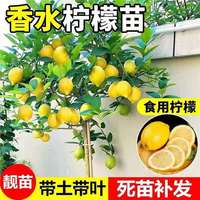 夏琴台湾香水柠檬树树苗盆栽四季客厅绿植阳台室外带果柠檬苗树苗 柠檬苗一棵试种【品种自选】 40cm(含)-50cm(不含)