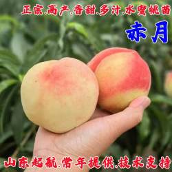 我的秘密花园 赤月桃树苗 2年生嫁接试种小苗 81cm(含)-110cm(含)