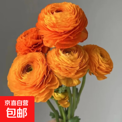 京喜 洋牡丹专12 高等级洋牡丹鲜切花 10枝 橙色
