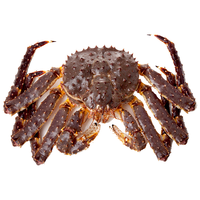 鲟食 帝王蟹特大俄罗斯鲜活冷冻 超大皇帝蟹海鲜水产大螃蟹 生冻帝王蟹 4.5-5斤/只