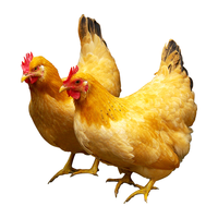  杨博士 源头直发 皖南土鸡