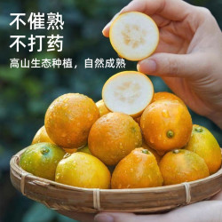 京觅 脆甜爆汁、新果上市！当季脆蜜金柑（第三代）净重3斤（单果20g+）