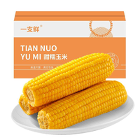 一支鲜东北黄糯玉米棒真空包装新鲜现摘甜粘苞米低脂轻食早餐10棒