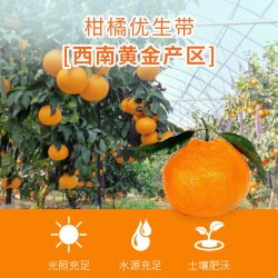 京鲜生 每斤3元！四川耙耙柑 净重10斤礼盒装（可搭配无籽麒麟西瓜、秋月梨、柿饼、阿克苏苹果等）