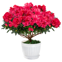 开时果 杜鹃花盆栽（带花苞发货）四季开花苗室内花卉绿植鲜花植物盆景 大号西玛+原生袋（28-35cm）