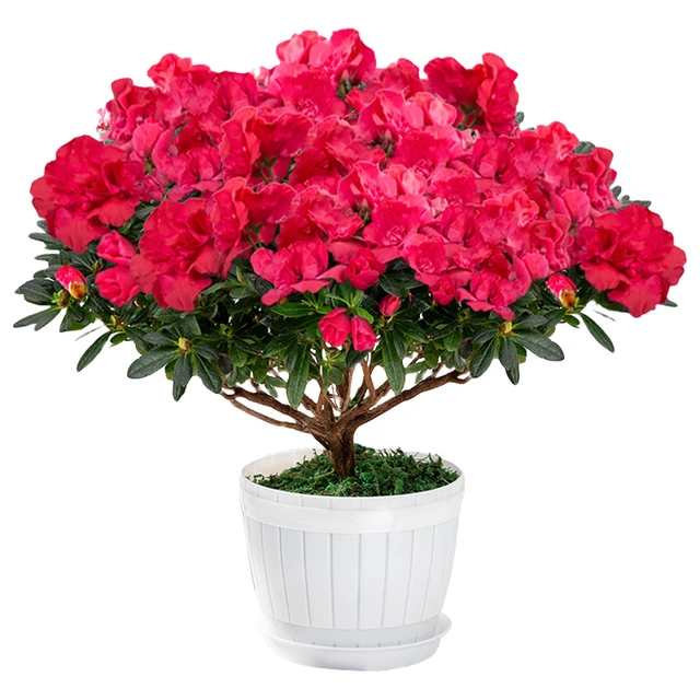 开时果 杜鹃花盆栽（带花苞发货）四季开花苗室内花卉绿植鲜花植物盆景 大号西玛+原生袋（28-35cm）