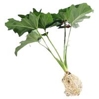 春雨绿植盆栽花卉植物室内易养活龟背竹无土春羽水培植物室内好养