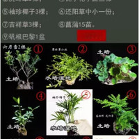 LZJV吸水石植物上水石假山绿植水陆缸雨林缸生态缸造景苔藓微景观 中小型水陆缸9样套餐 9样