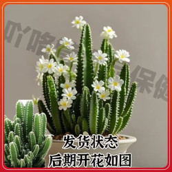 荣郁 耐寒精品苗 雪白 一根牙签苗