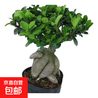 京喜 金钱榕树盆景老桩小叶榕苗木造型盆栽人参榕室内绿植提根绿植矮莊 中富贵榕25cm左右高度