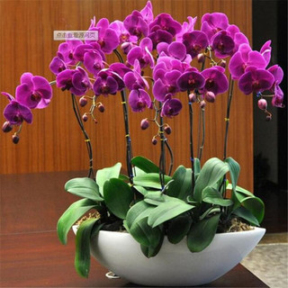 言清 蝴蝶兰花苗 室内观花植物办公桌阳台花苗 绿植花卉盆栽年宵花卉 大富贵蝴蝶兰+透明原盆+原土