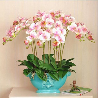 言清 蝴蝶兰花苗 室内观花植物办公桌阳台花苗 绿植花卉盆栽年宵花卉 大富贵蝴蝶兰+透明原盆+原土