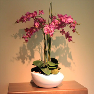 言清 蝴蝶兰花苗 室内观花植物办公桌阳台花苗 绿植花卉盆栽年宵花卉 大富贵蝴蝶兰+透明原盆+原土