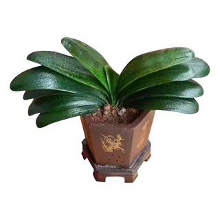 言清 蝴蝶兰花苗 室内观花植物办公桌阳台花苗 绿植花卉盆栽年宵花卉 大富贵蝴蝶兰+透明原盆+原土