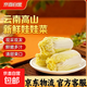 云南 高山新鲜娃娃菜 3棵*2包