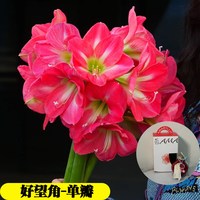 蜡封朱顶红种球节庆佳礼注定红无养护开花吉祥