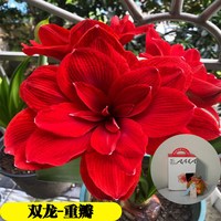 蜡封朱顶红种球节庆佳礼注定红无养护开花吉祥