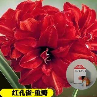 蜡封朱顶红种球节庆佳礼注定红无养护开花吉祥