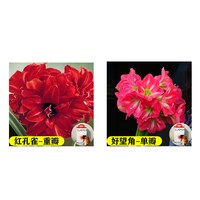 蜡封朱顶红种球节庆佳礼注定红无养护开花吉祥