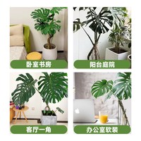 老桩龟背竹观叶植物办公室内客厅大盆栽绿植物大型绿植盆景好养活