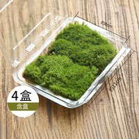 丘辰白发苔藓微景观材料单颗植物鲜活绿植生态缸水陆缸造景绿植 【4盒】白发藓(人工驯养)