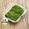 丘辰白发苔藓微景观材料单颗植物鲜活绿植生态缸水陆缸造景绿植 【6盒】白发藓(人工驯养)