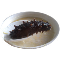 沈志雄东山岛澳角村海参新鲜海参刺参六排刺的海参小米粥年货年夜饭 帝王参12-15根共3斤礼盒装