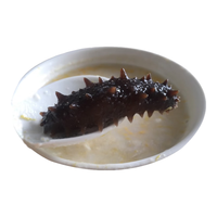 沈志雄东山岛澳角村海参新鲜海参刺参六排刺的海参小米粥年货年夜饭 五个一盒