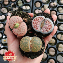 意轩 生石花多肉植物 2-2.5cm 3棵 盆栽组合