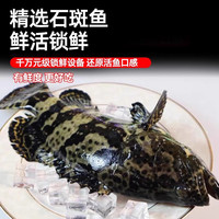 移动端、京东百亿补贴：缤鲜 石斑鱼鲜活冷冻野生超大深海鱼