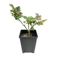 虹越月季花苗龙沙果汁阳台童话魔法灌木爬墙藤本大花切花盆栽小苗